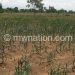 Stocks such as droughts affected the maize crop in most parts of the country