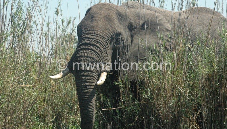 Elephants move from protected areas due to farming activities that have depleted their food