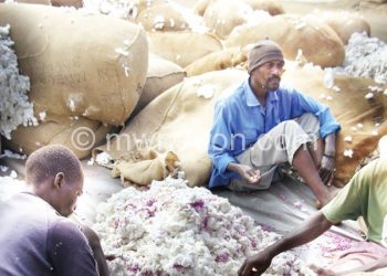 Farmers sorting cotton in readness for the market