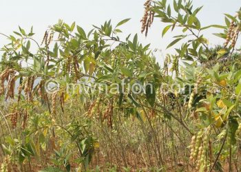 A farmer inspects his pigeon pea crop