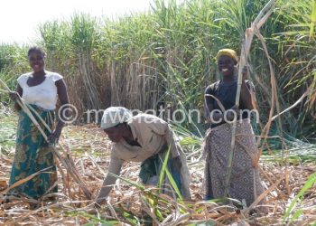 Total sugar cane production soared 2.4 million tonnes