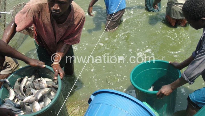 Workers at Maldeco aquaculture harvesting fish