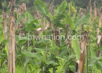 A banana field affected by disease