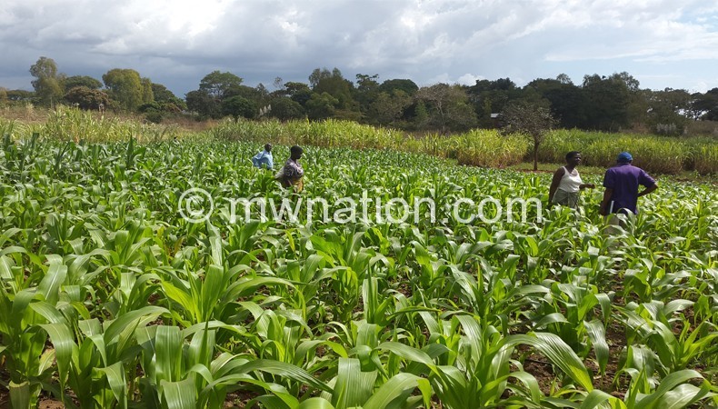 Kang’ombe (L) inspecting a maize field