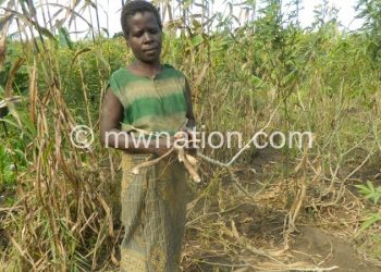 Bizwick showing an uprooted cassava  tuber