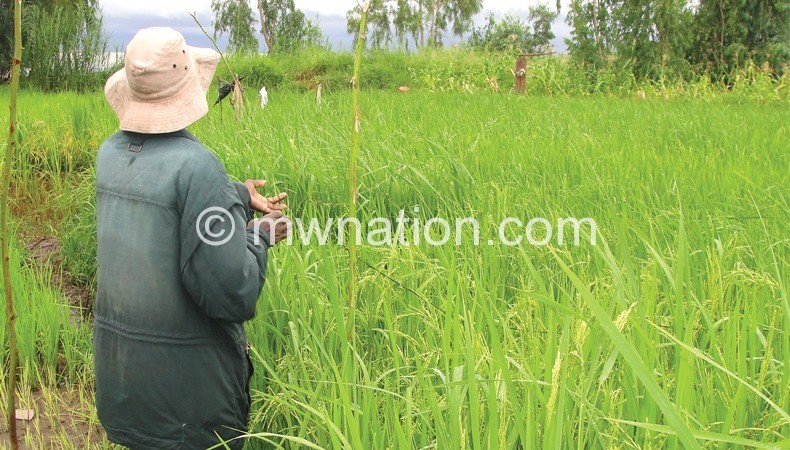 Malawi is failing to match Asian countries in production of rice