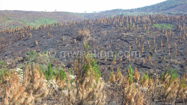 Decimated: Reforestation has been slow in Chikangawa Forest