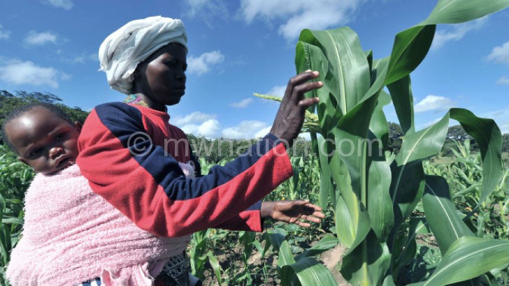 A farmer tends to maize in her garden: Can it be replaced as a staple food?