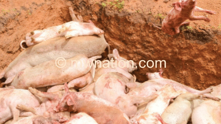 Dead pigs being disposed of during a previous outbreak