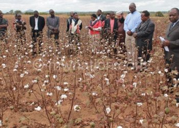 Cotton sector players appreciate Bt cotton