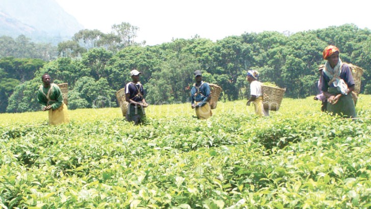Malawi tea sector has taken significant steps to improve 
workers wages