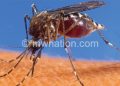 Anopheles mosquito transmits malaria