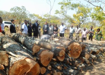 Most of the trees in the country are cut down for charcoal production