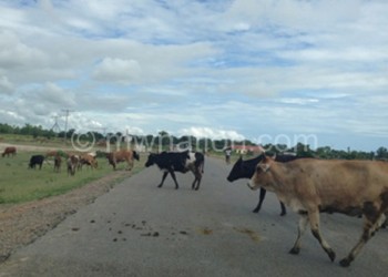 In most parts of the country livestock
 freely roam the main roads