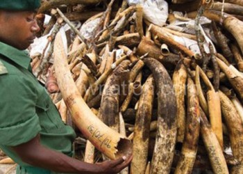 An official from the Department of National Parks and Wildlife inspects ivory confiscated in a previous operation