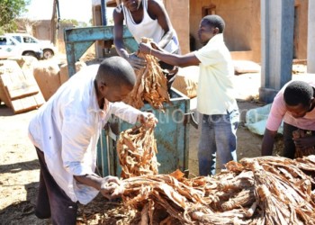 Malawi suffered the consequences of child labour in tobacco industry