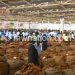 International regulations could affet Malawi’s tobacco earnings
