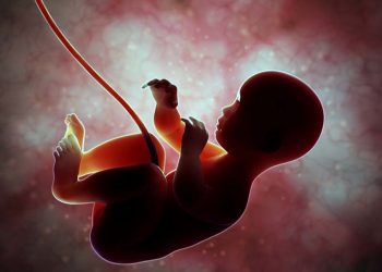 Human fetus inside the womb