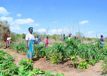 Mavimba of Limbikani SHG working sparsely with members of the group in their tomato garden