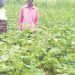 Cotton is one of the lucrative cash crops along its value chain