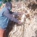 Mwakasungula harvests his maize