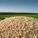 Farmers have benefited from this year’s good soya bean prices
