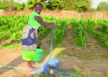 Maere peddles a treadle pump to water her maize field in Chapananga
