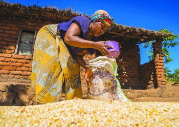 Maize prices continue to escalate on the market