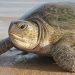 Under siege: A turtle strolls along Lake Malawi