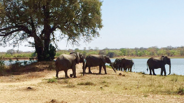 Wildlife crimes decline at Kasungu National Park