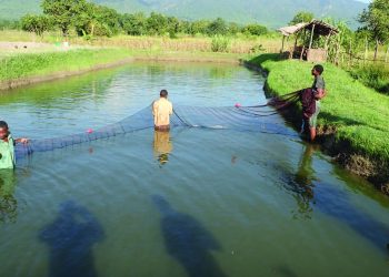 Small-scale fish farming is not profitable